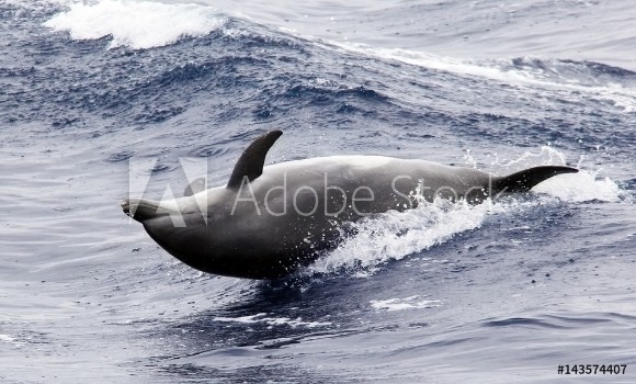 Picture of A Pacific Bottlenose Dolphin Surfs the Waves Upside Down in the Ocean near San Diego